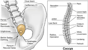 découvrez les symptômes d'une fracture du coccyx et apprenez à différencier une simple contusion d’un coccyx cassé grâce à notre guide pratique de diagnostic.