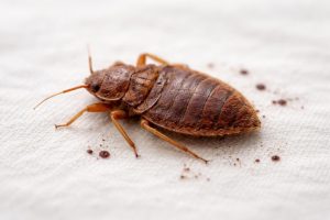 découvrez comment identifier une punaise de lit morte après traitement et les signes à surveiller pour garantir l'efficacité de votre lutte contre ces nuisibles.